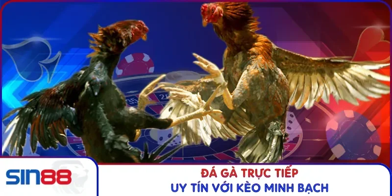 Đá gà trực tiếp uy tín với kèo minh bạch